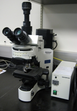 The Olympus BX41 Fluorescence Microscope 